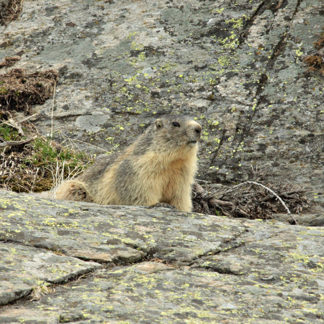 Marmotte, Vallée de la Clarée, Hautes-Alpes